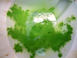 The United States of Godbless America. Medium: Bagel, Cream Cheese, Smoked Salmon..